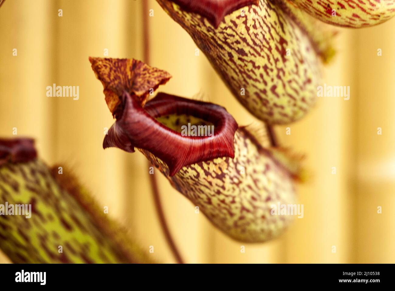Borneo endemic tropical pitcher plant Stock Photo - Alamy