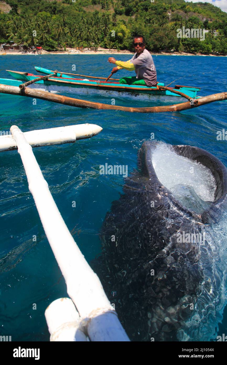 Fischerman feeding a Whale shark with krill Stock Photo