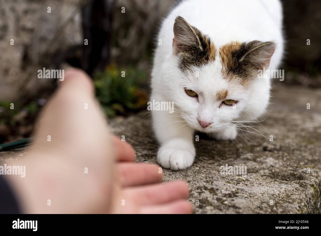 Close up hand trying touch cat Stock Photo