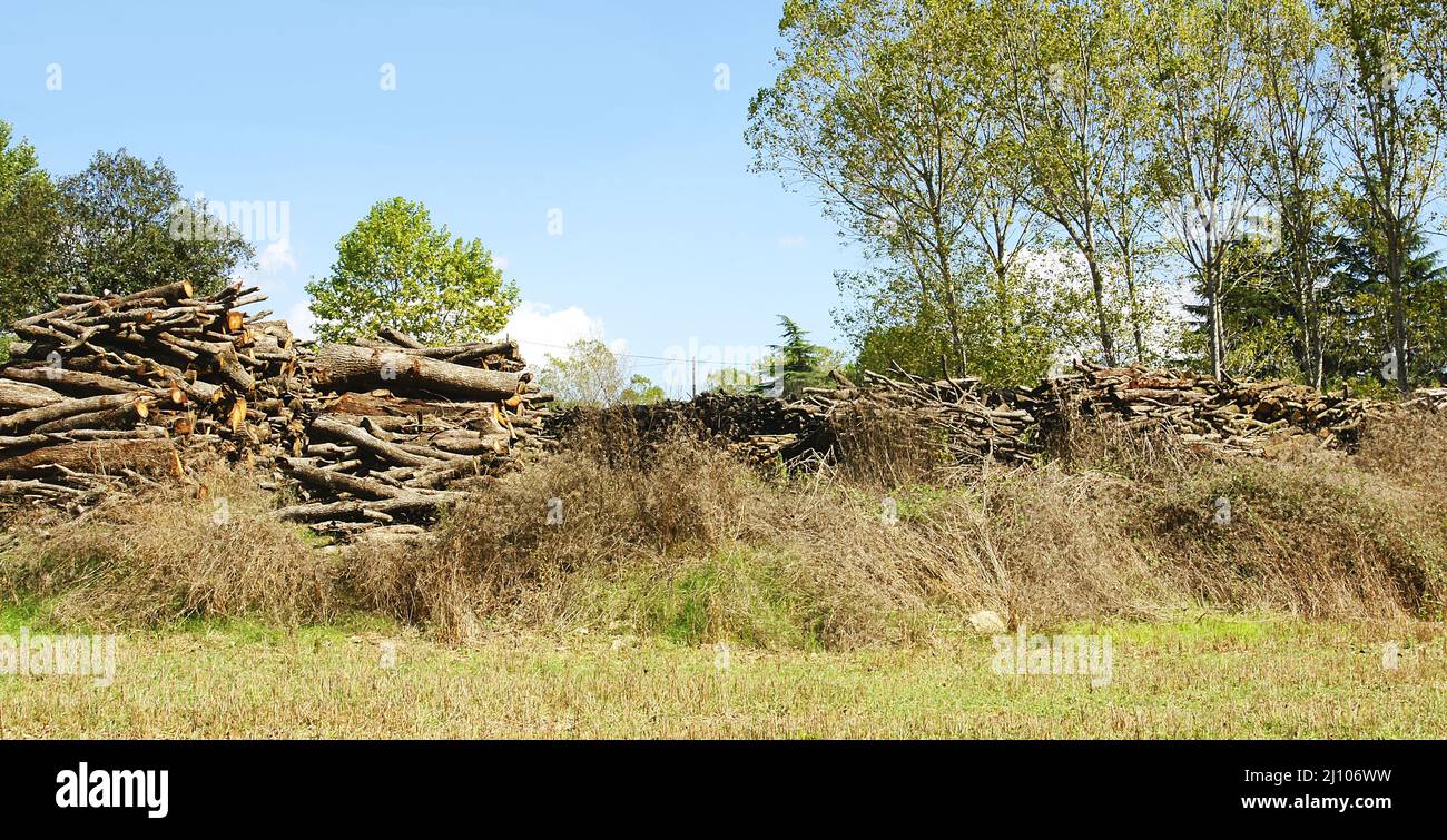 Pile cut logs in montseny hi-res stock photography and images - Alamy