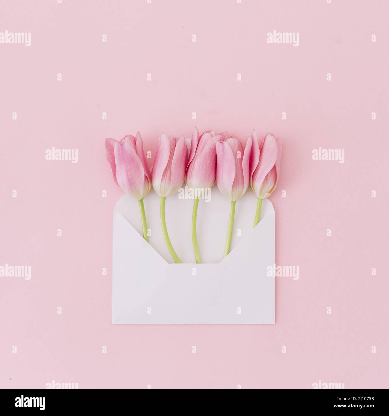 Tulip flowers envelope table Stock Photo