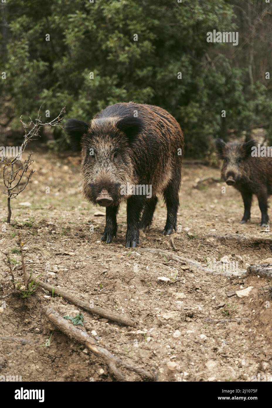 Wild boars nature 1 Stock Photo