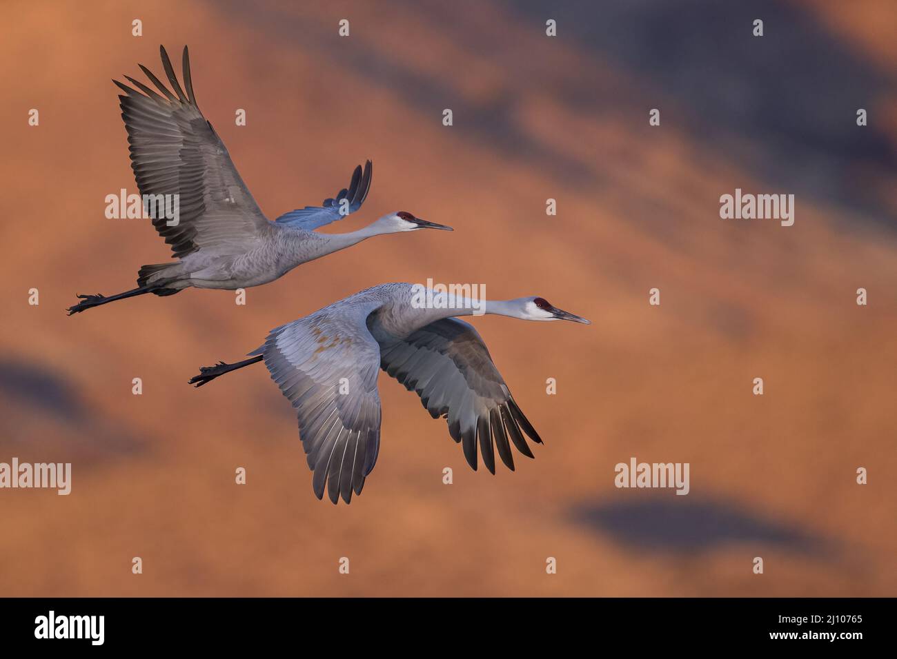 Photo of cranes in flight Stock Photo