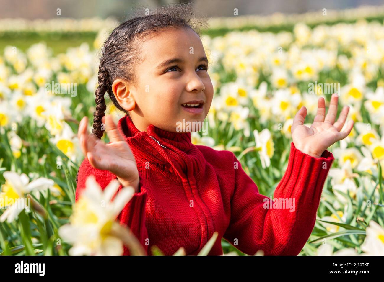Beautiful young African American mixed race girl sitting playing in a field of daffodils looking up hands raised Stock Photo