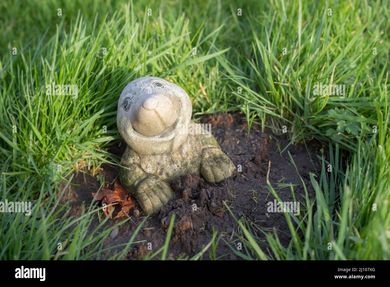 Cute, smiling mole garden ornament on grass, outdoors near evidence of a lawn molehill, UK. Stock Photo
