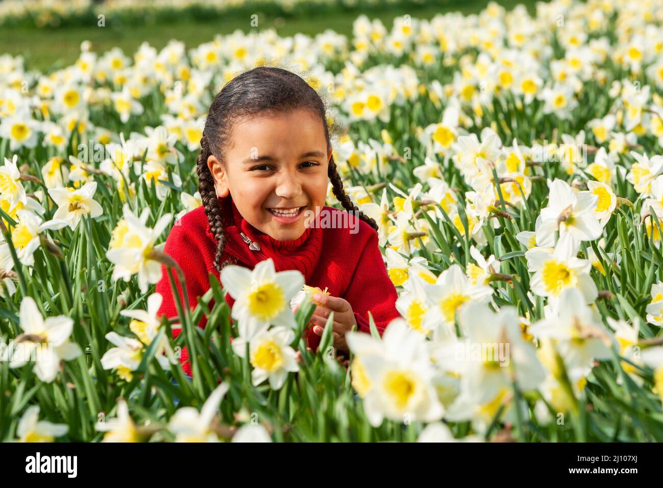 Beautiful cute young African American mixed race girl sitting playing and laughing in a field of daffodils Stock Photo