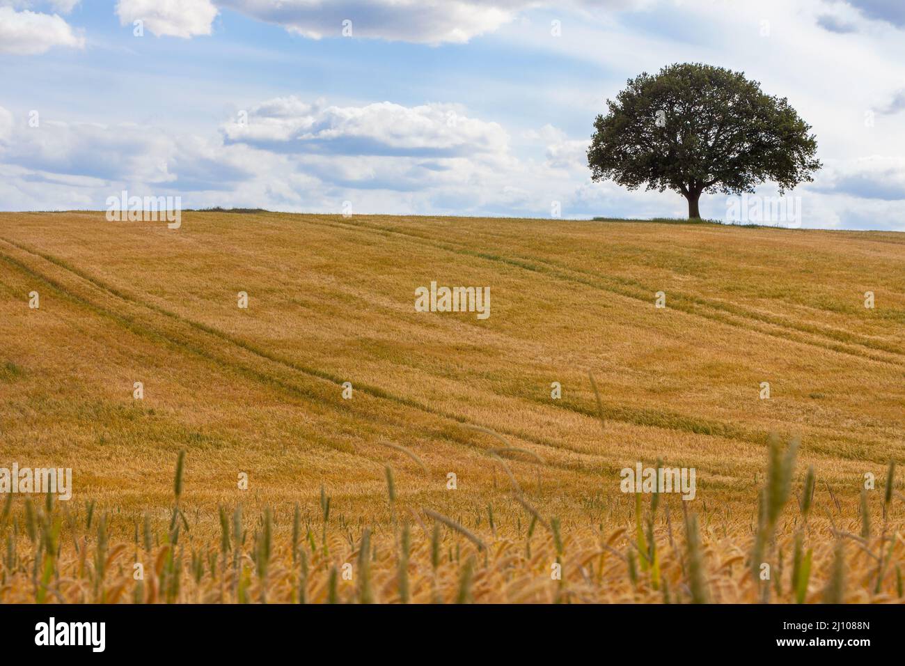 Oak tree on the horizon in a field of wheat or Barley Stock Photo