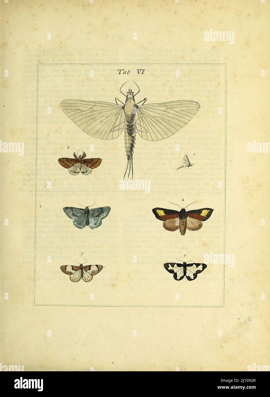 Butterflies and Moths from the book An exposition of English insects : including the several classes of Neuroptera, Hymenoptera, & Diptera, or bees, flies, & Libellulae : exhibiting on 51 copper plates near 500 figures, accurately drawn & highly finished in colours, from nature : the whole minutely described, arranged & named, according to the Linnean system, with remarks : the figures of a great number of moths not in the Aurelian collection : formerly published by the same author and a plate with an explanation of colours, are likewise given in the work by  Moses Harris, 1730 - 1788, author Stock Photo