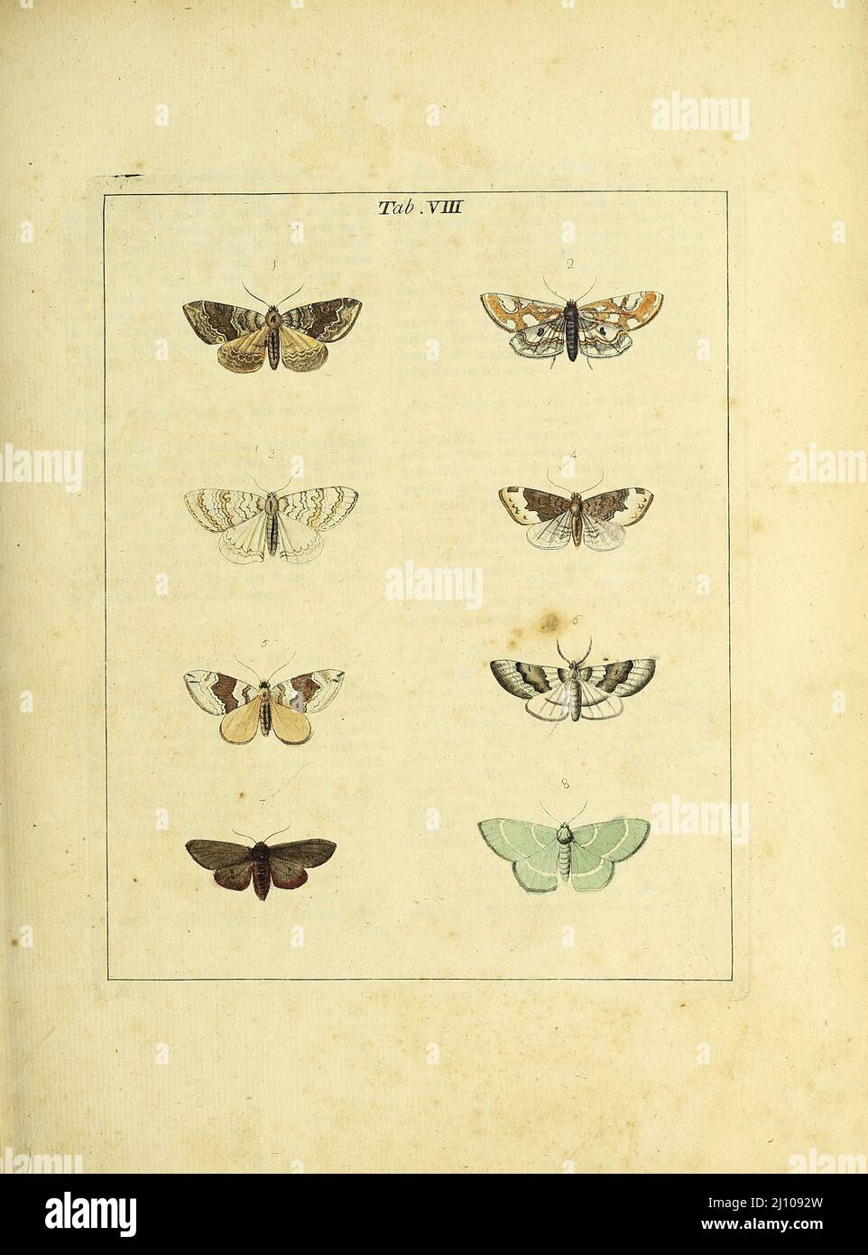 Butterflies and Moths from the book An exposition of English insects : including the several classes of Neuroptera, Hymenoptera, & Diptera, or bees, flies, & Libellulae : exhibiting on 51 copper plates near 500 figures, accurately drawn & highly finished in colours, from nature : the whole minutely described, arranged & named, according to the Linnean system, with remarks : the figures of a great number of moths not in the Aurelian collection : formerly published by the same author and a plate with an explanation of colours, are likewise given in the work by  Moses Harris, 1730 - 1788, author Stock Photo