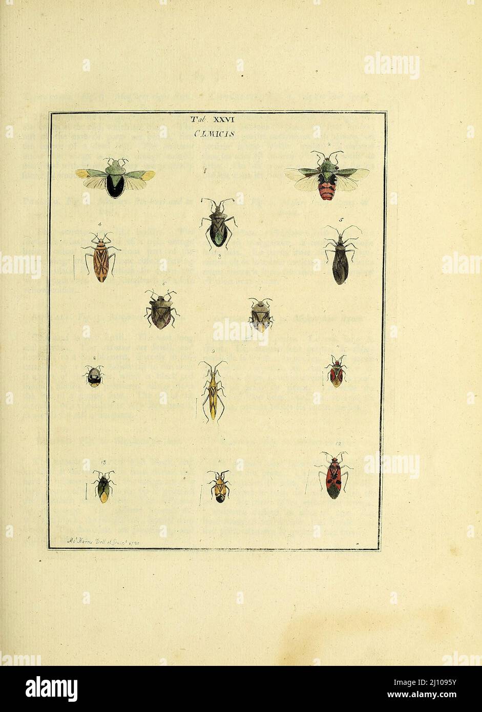 Cimicis from the book An exposition of English insects : including the several classes of Neuroptera, Hymenoptera, & Diptera, or bees, flies, & Libellulae : exhibiting on 51 copper plates near 500 figures, accurately drawn & highly finished in colours, from nature : the whole minutely described, arranged & named, according to the Linnean system, with remarks : the figures of a great number of moths not in the Aurelian collection : formerly published by the same author and a plate with an explanation of colours, are likewise given in the work by  Moses Harris, 1730 - 1788, author and illustrato Stock Photo