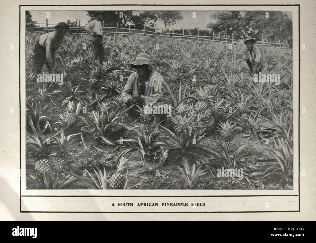 A Pineapple Field, South Africa Black and white photograph from the book ' South Africa; its