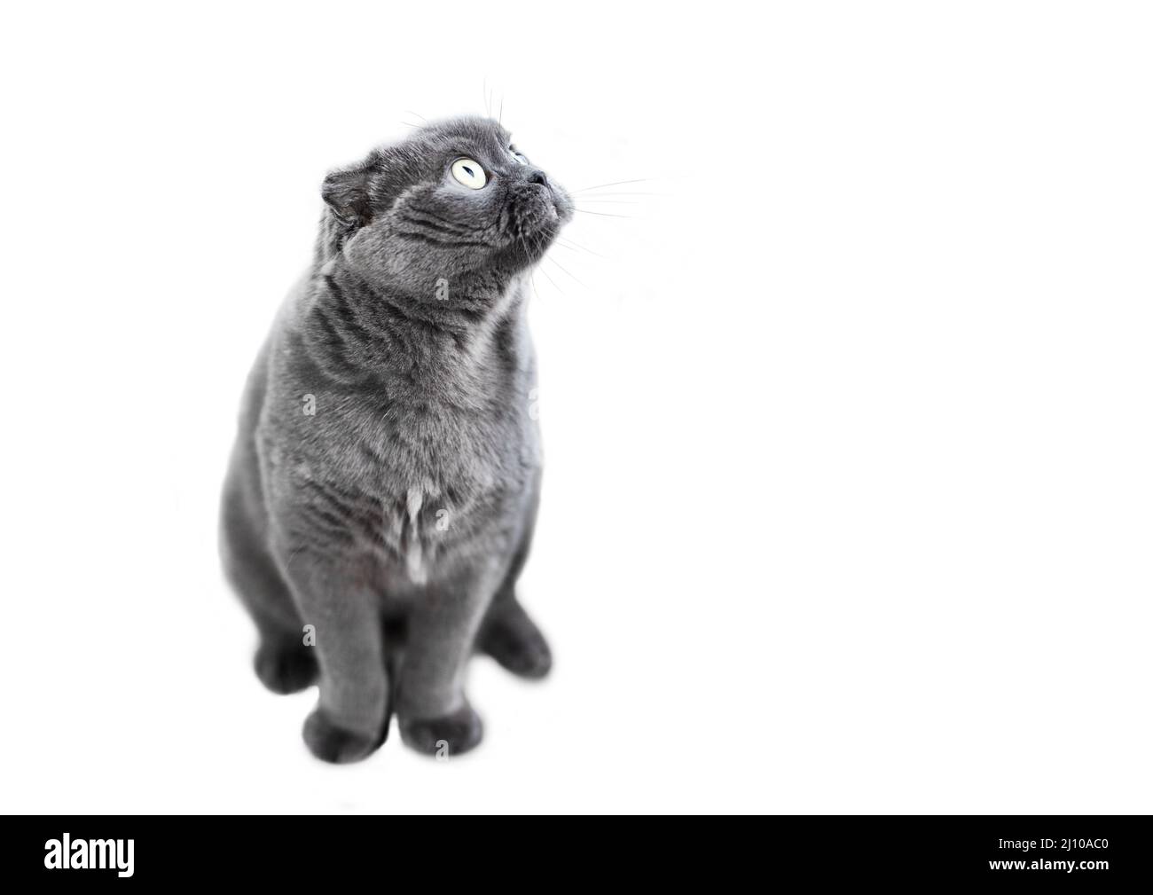 Gray cat isolated on a white background Stock Photo
