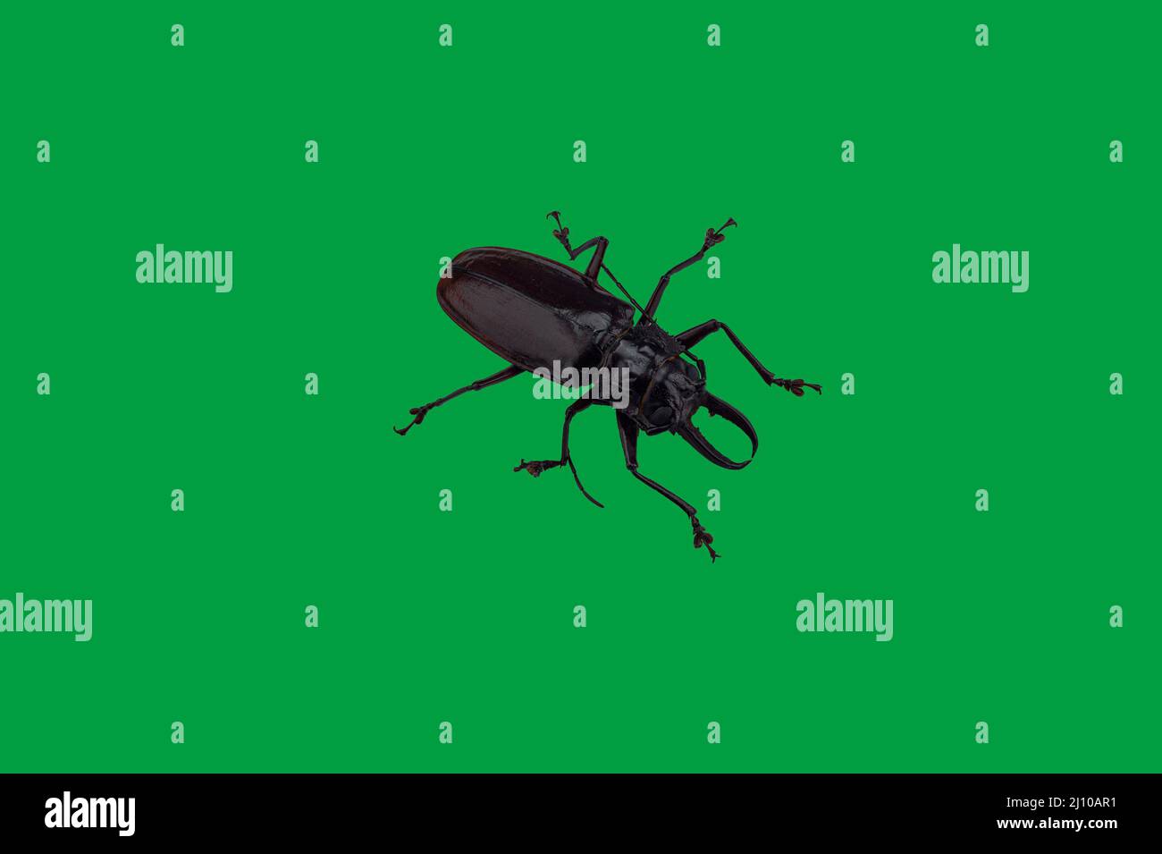 The photo shows the Titan beetle. The largest beetle in the world. Live ...