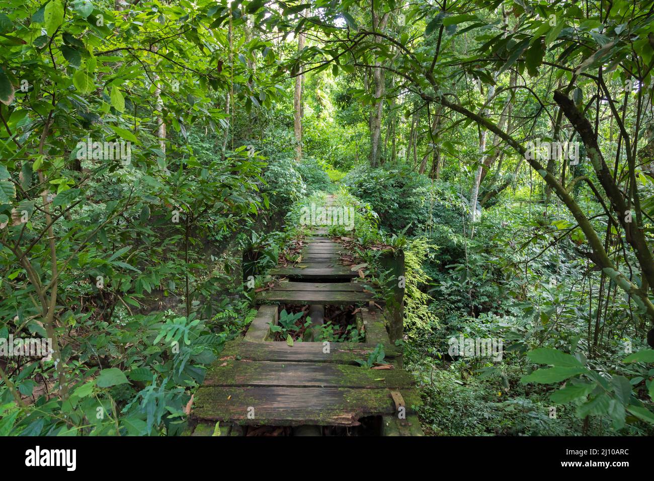 Old wooden bridge in the jungle Stock Photo