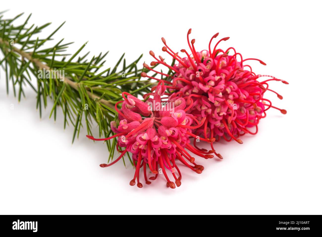 Grevillea  flowers isolated on white background Stock Photo