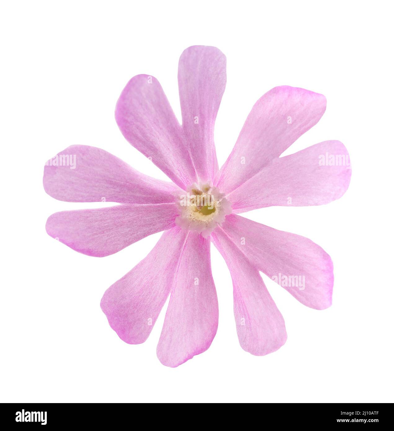 Red campion flower head isolated on white Stock Photo