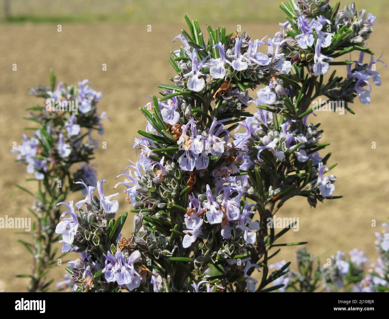 Rosemary plant with flowers Stock Photo Alamy