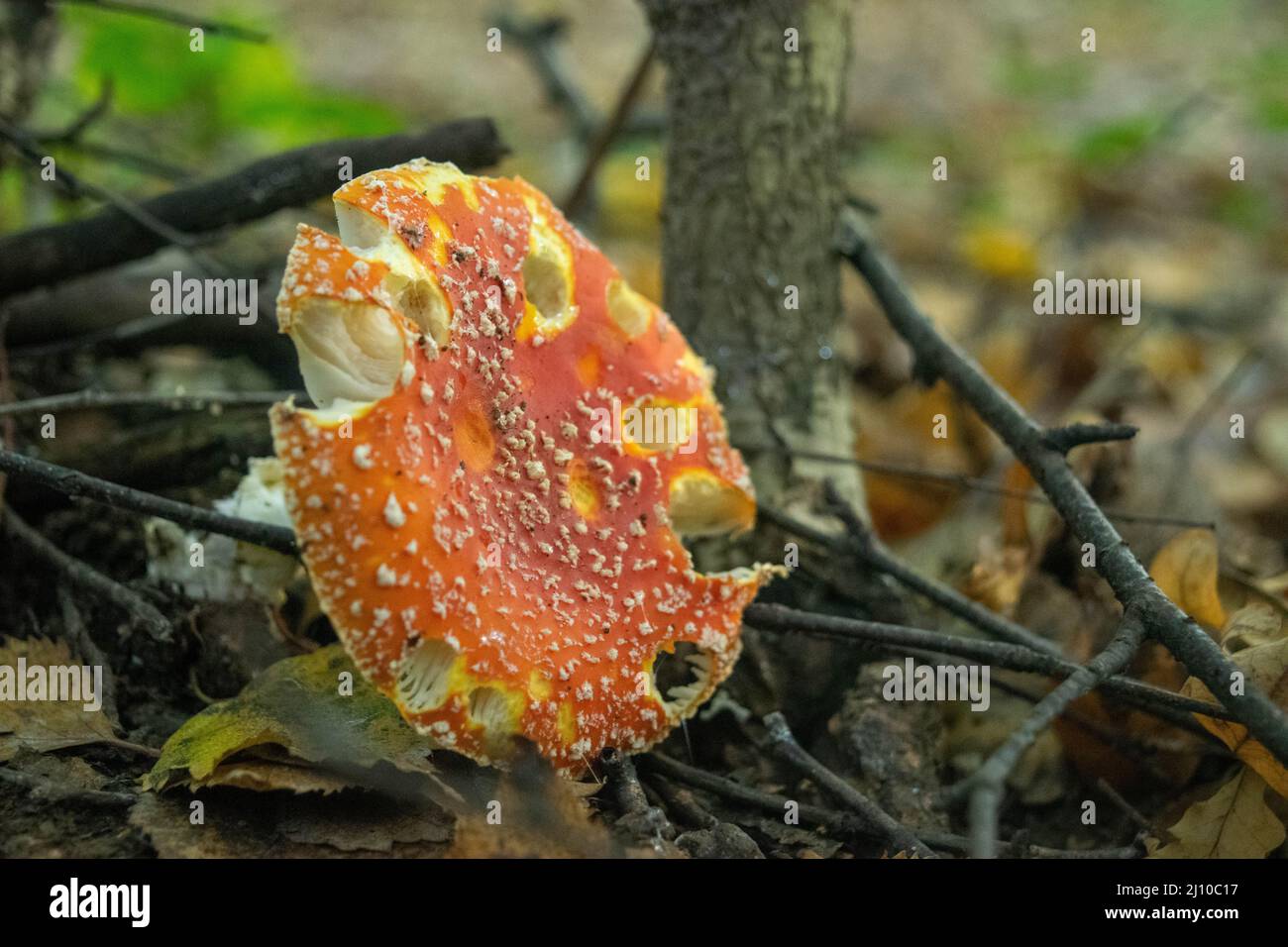 A poisonous and hallucinogenic mushroom Fly agaric in the grass against the background of an autumn forest. Red poisonous mushroom close-up in the nat Stock Photo