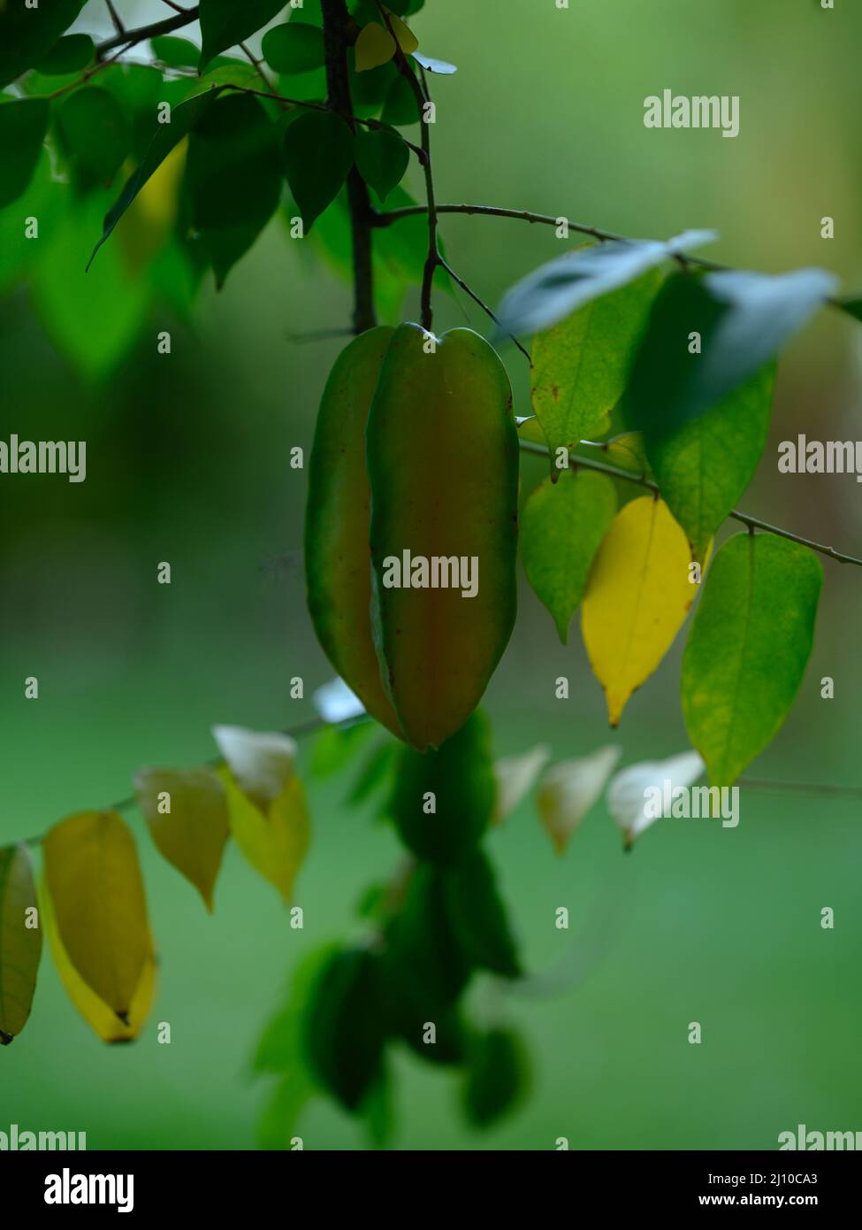 The photo shows a yellow tropical fruit carambol. The exotic fruit