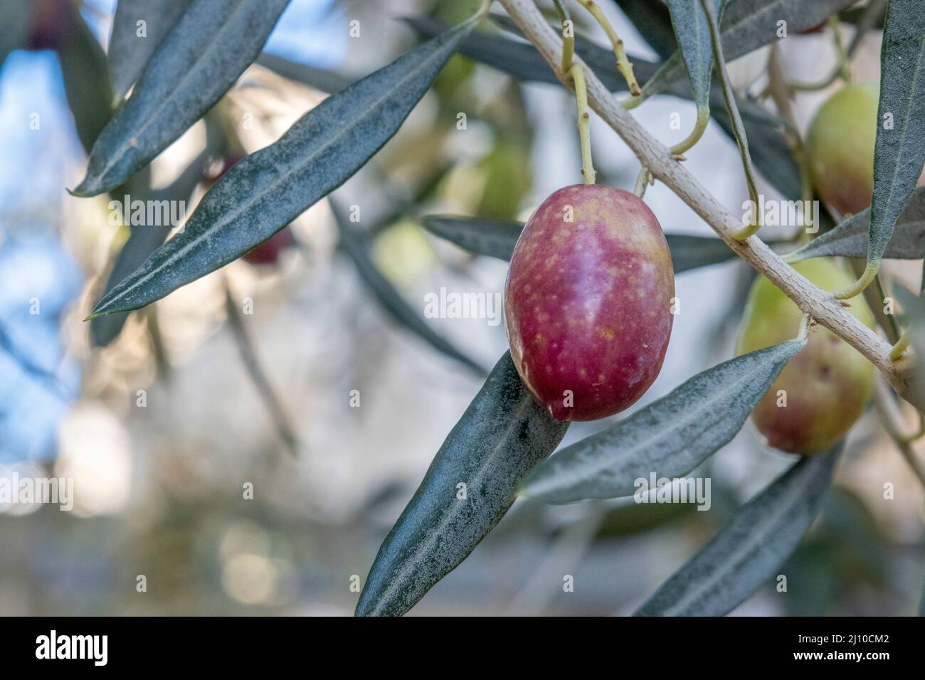 Olives fruit tree hires stock photography and images Alamy