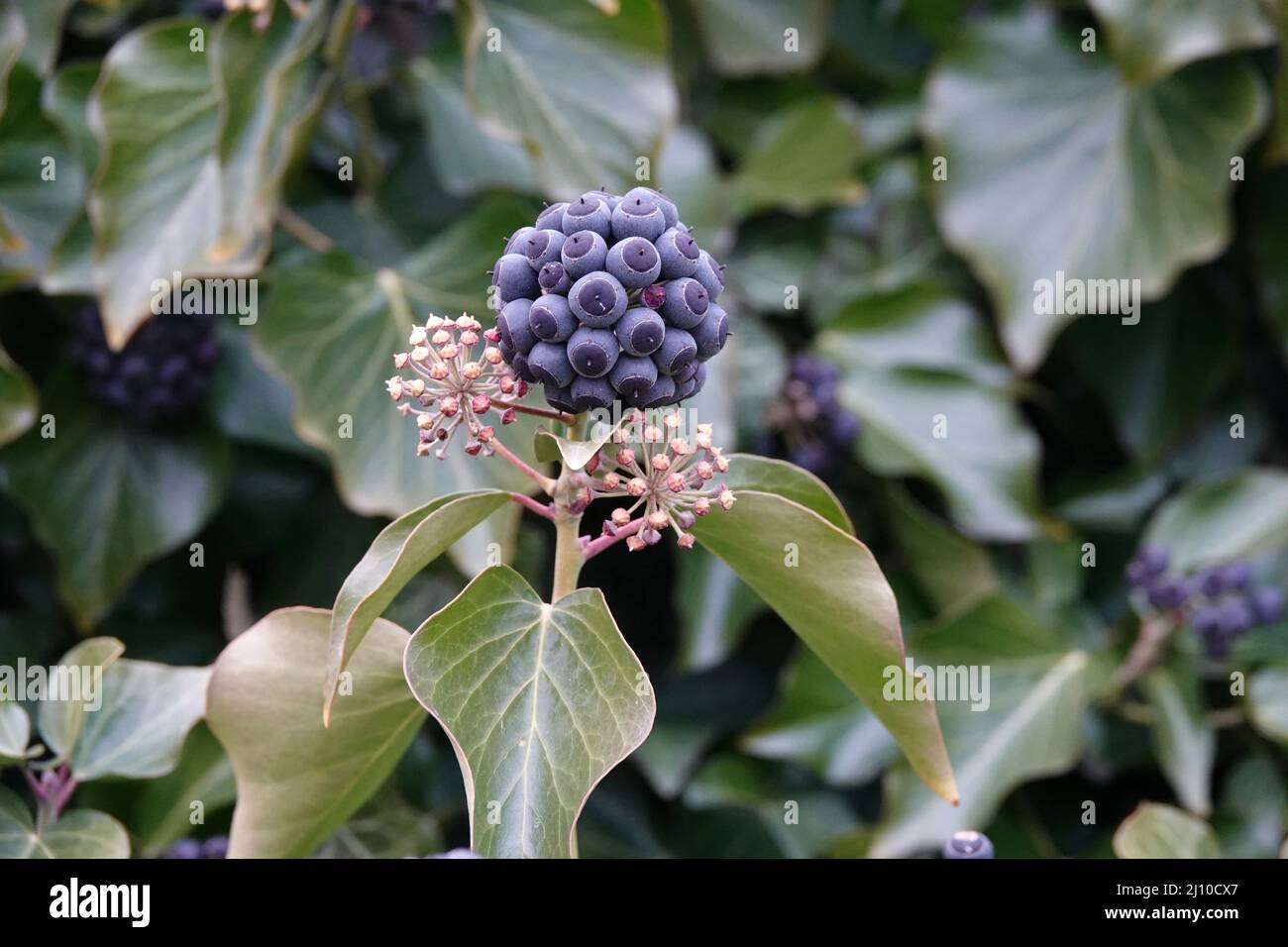 Purple ripe berries of common ivy Stock Photo