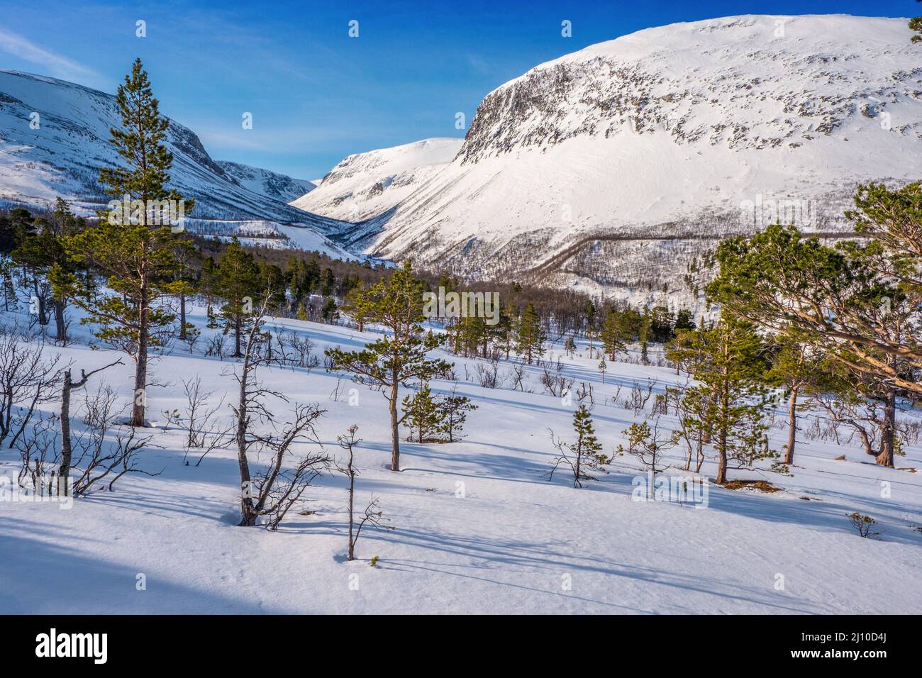 Beautiful woodland and mountain scenery in winter in the Dovre mountains of Norway Stock Photo