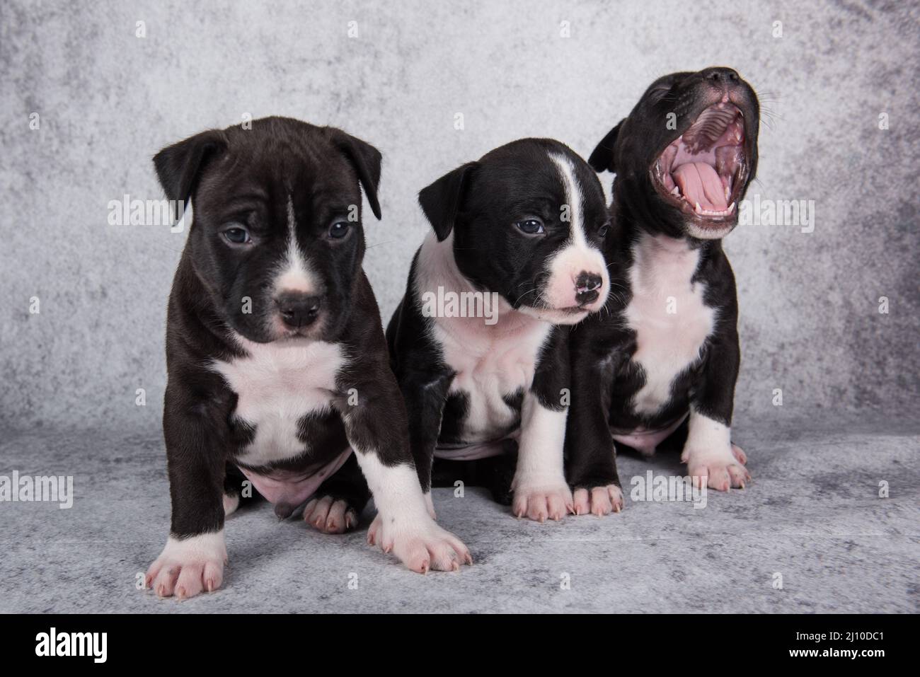 Black and white American Staffordshire Terrier dogs or AmStaff puppies on gray background Stock Photo