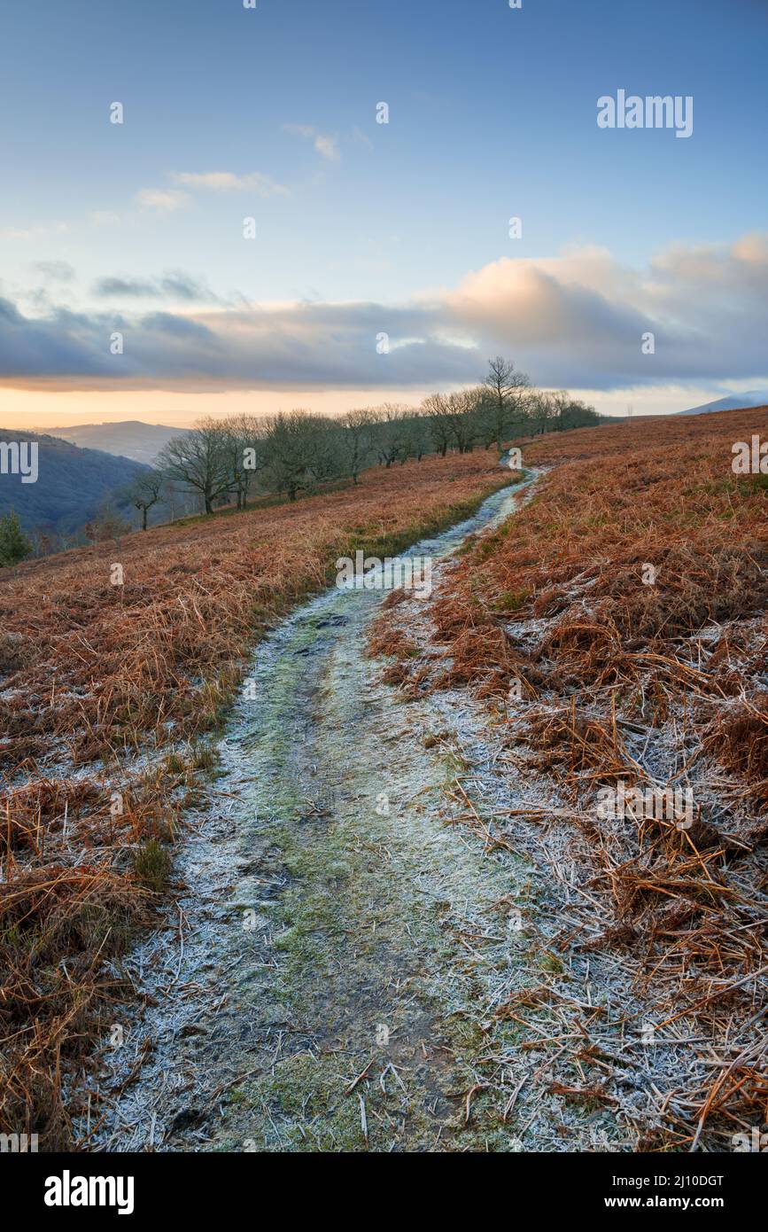 Frost covered footpath through bracken near Abergavenny, Wales. Stock Photo
