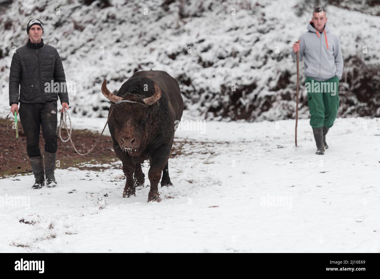 Bull buffalo preparing hi-res stock photography and images - Alamy