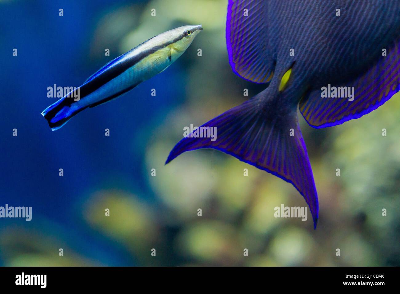 Labroides dimidiatus and Acanthurus coeruleus, tropical fishes Stock Photo