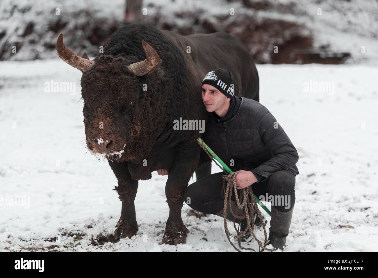 Bull buffalo preparing hi-res stock photography and images - Alamy