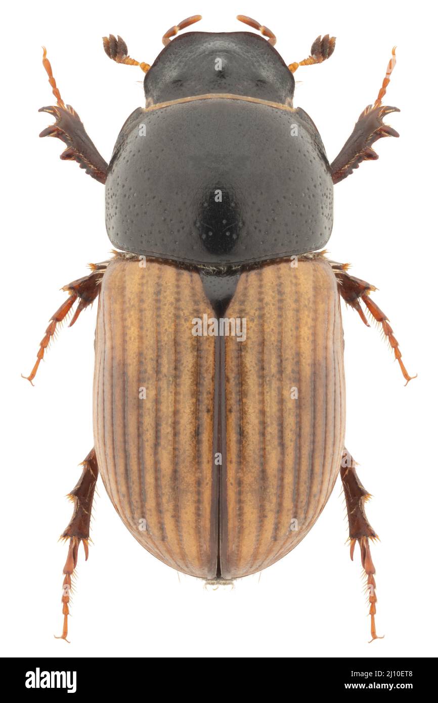 Aphodius foetidus beetle specime Stock Photo Alamy