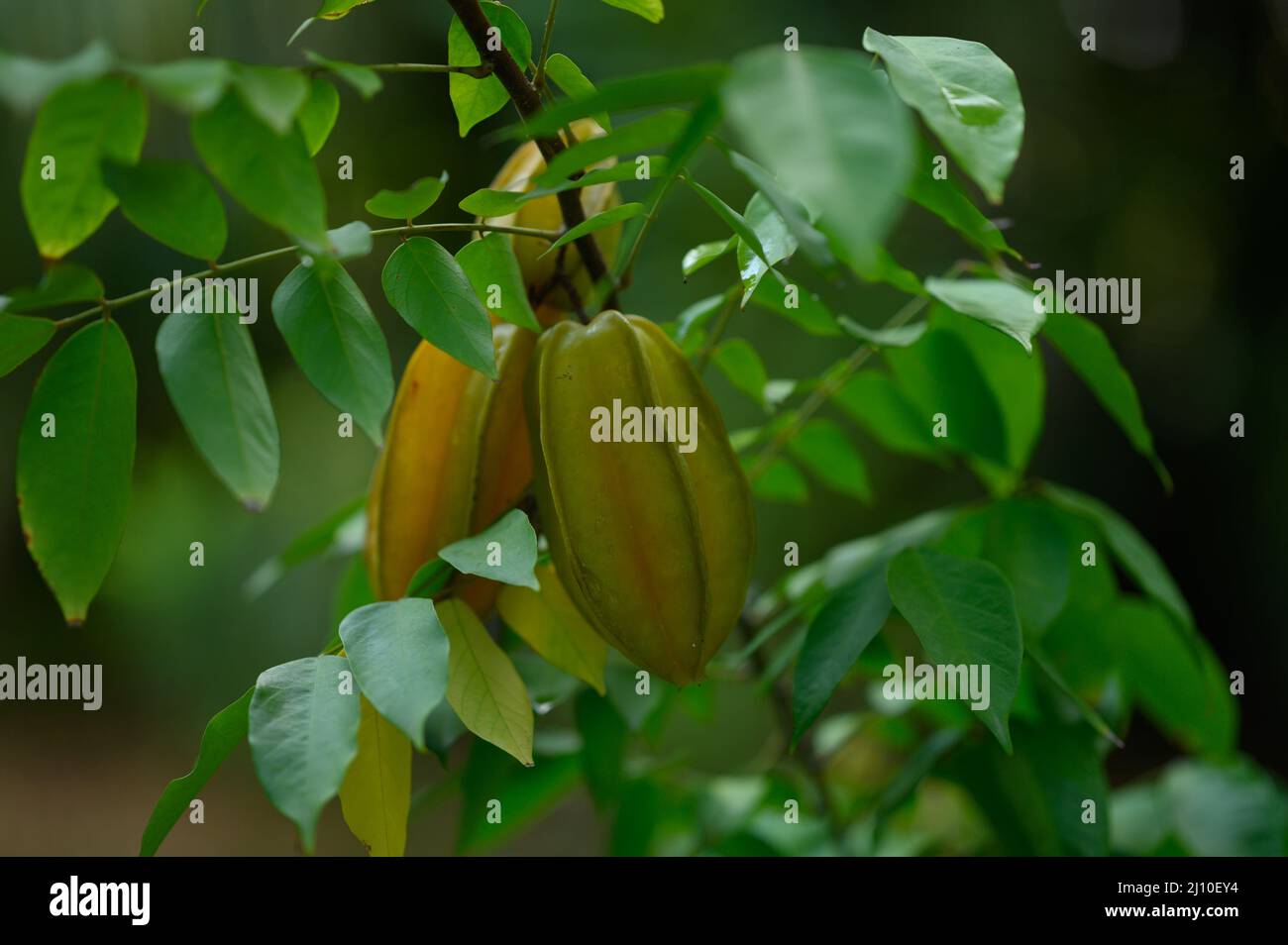 The photo shows a yellow tropical fruit carambol. The exotic fruit