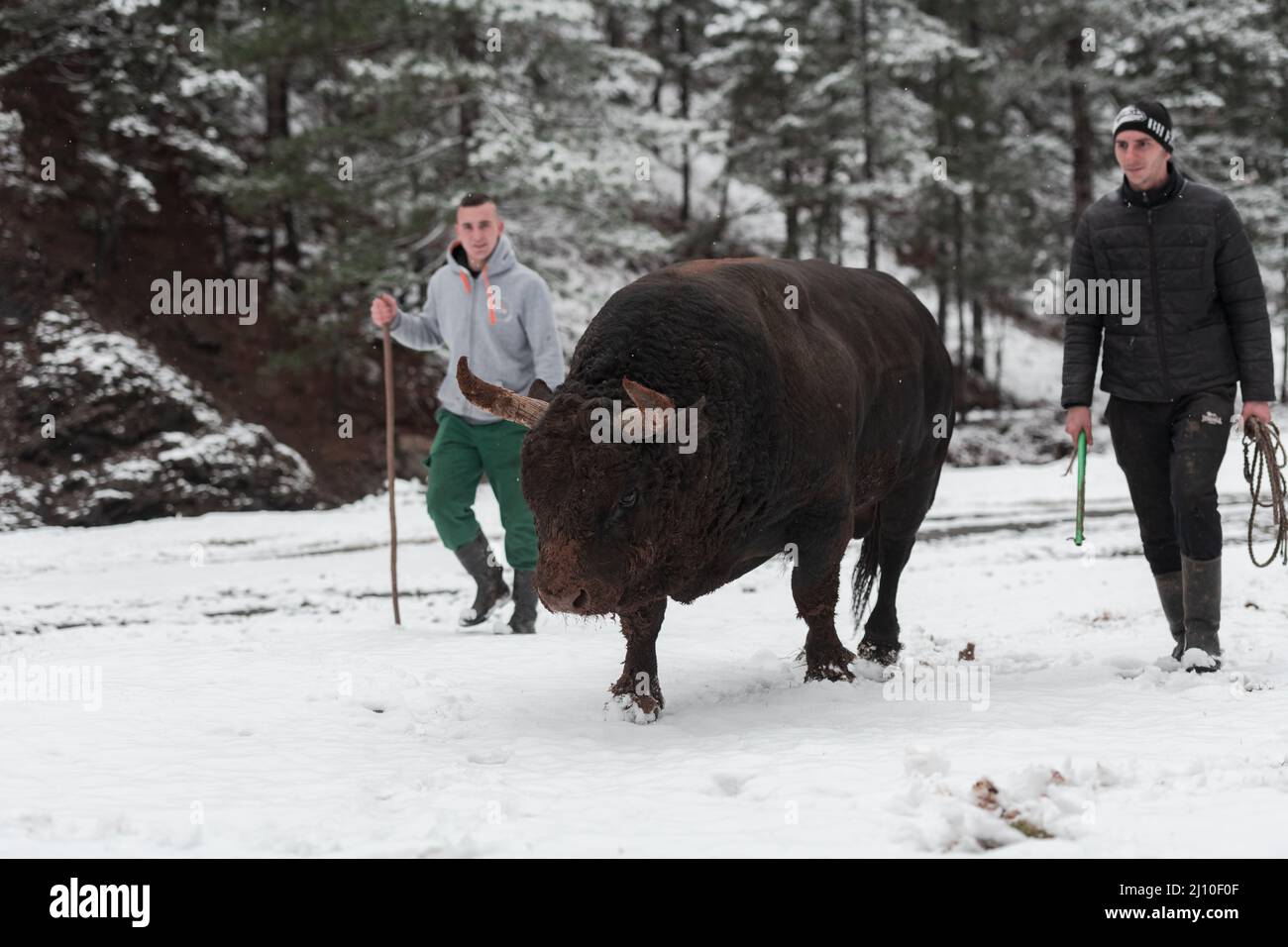 Bull buffalo preparing hi-res stock photography and images - Alamy