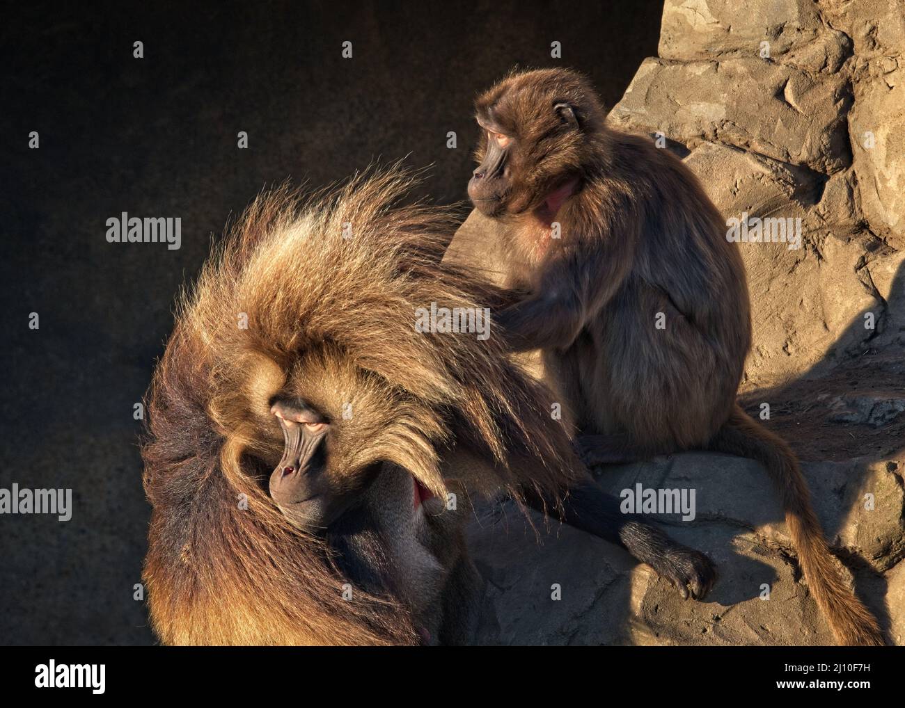 Alpha male Gelada monkey (Theropithecus gelada) reacts to a disturbance during a grooming session with a subordinate group member - captive animals. Stock Photo