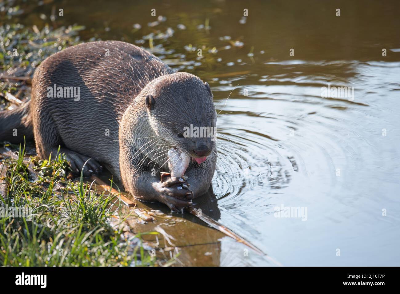 Smooth Coated Otter (Lutrogale Perspicillata) eating fish at the waters edge - captive animal. Stock Photo