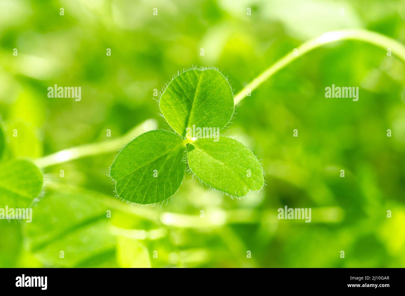Three clover leaves hi-res stock photography and images - Alamy