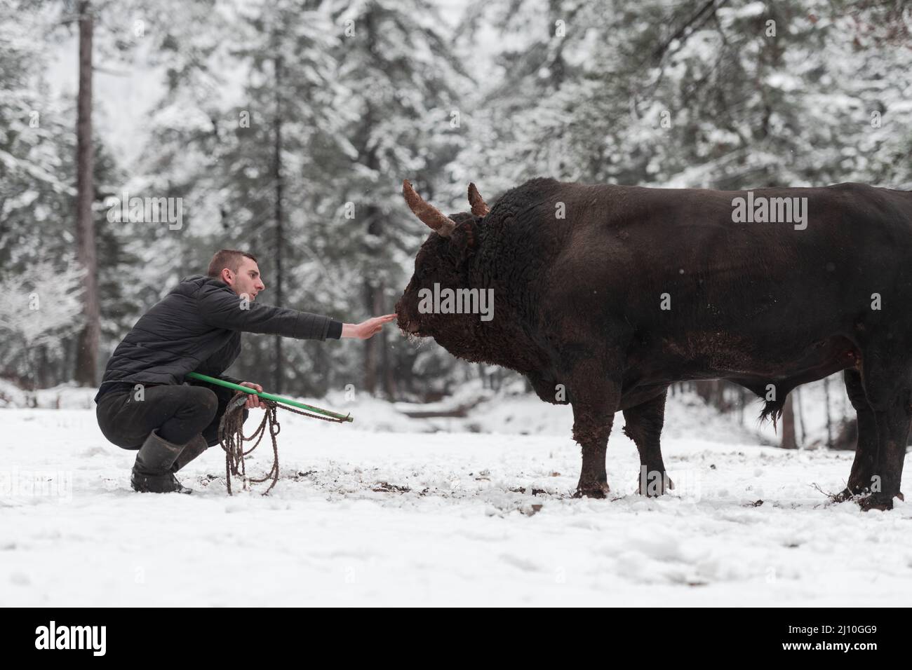 Bull buffalo preparing hi-res stock photography and images - Alamy