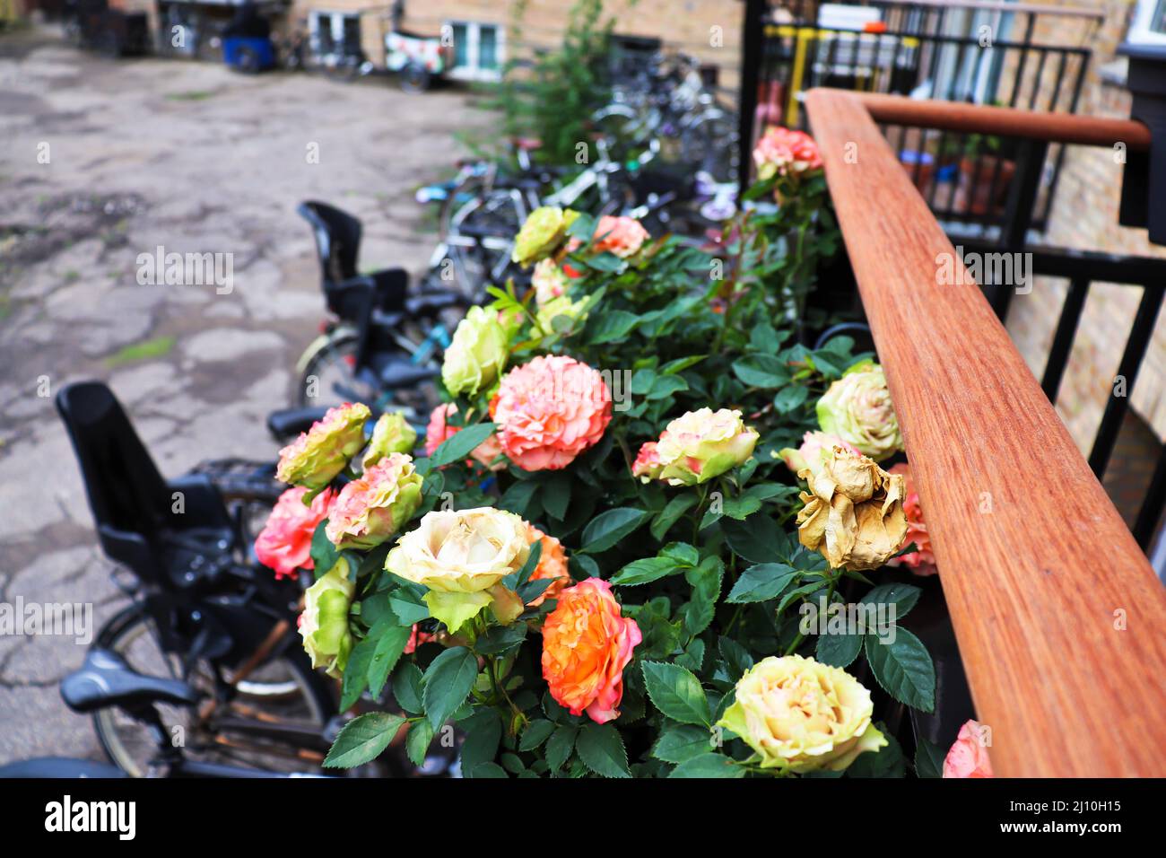 Balcony decoration. Growing roses on the balcony Stock Photo Alamy