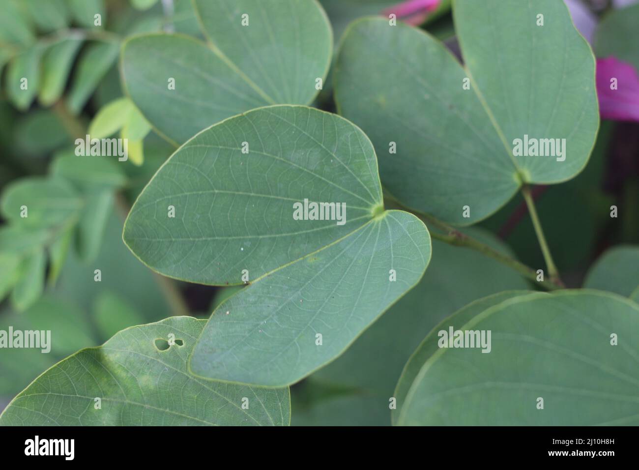 The leaves of bauhinia purpurea, or commonly known as orchid tree, purple bauhinia, camel's foot, butterfly tree and Hawaiian orchid tree Stock Photo