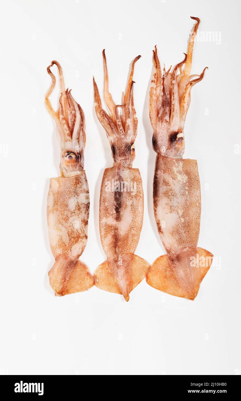 Three European flying squid on white background ,fresh uncooked fish Stock Photo