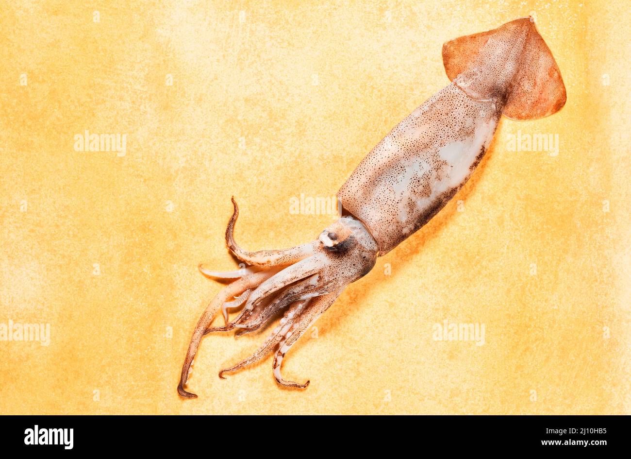 One European flying squid on yellow background ,fresh uncooked fish Stock Photo