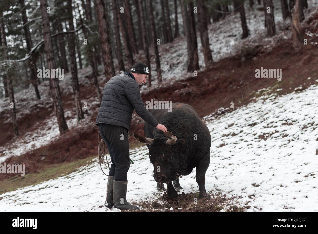 Bull buffalo preparing hi-res stock photography and images - Alamy