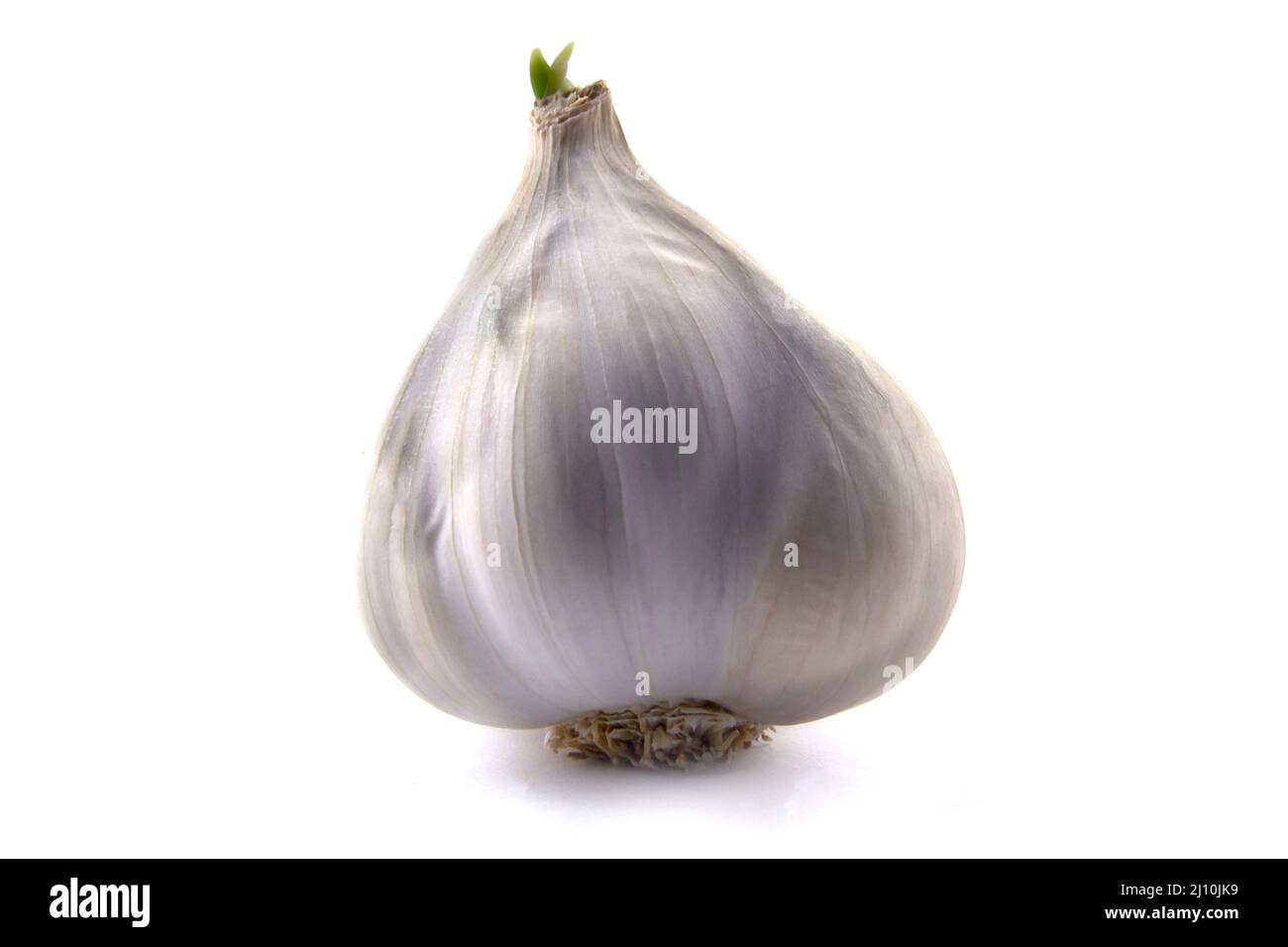 Fresh garlic isolated on white background Stock Photo - Alamy