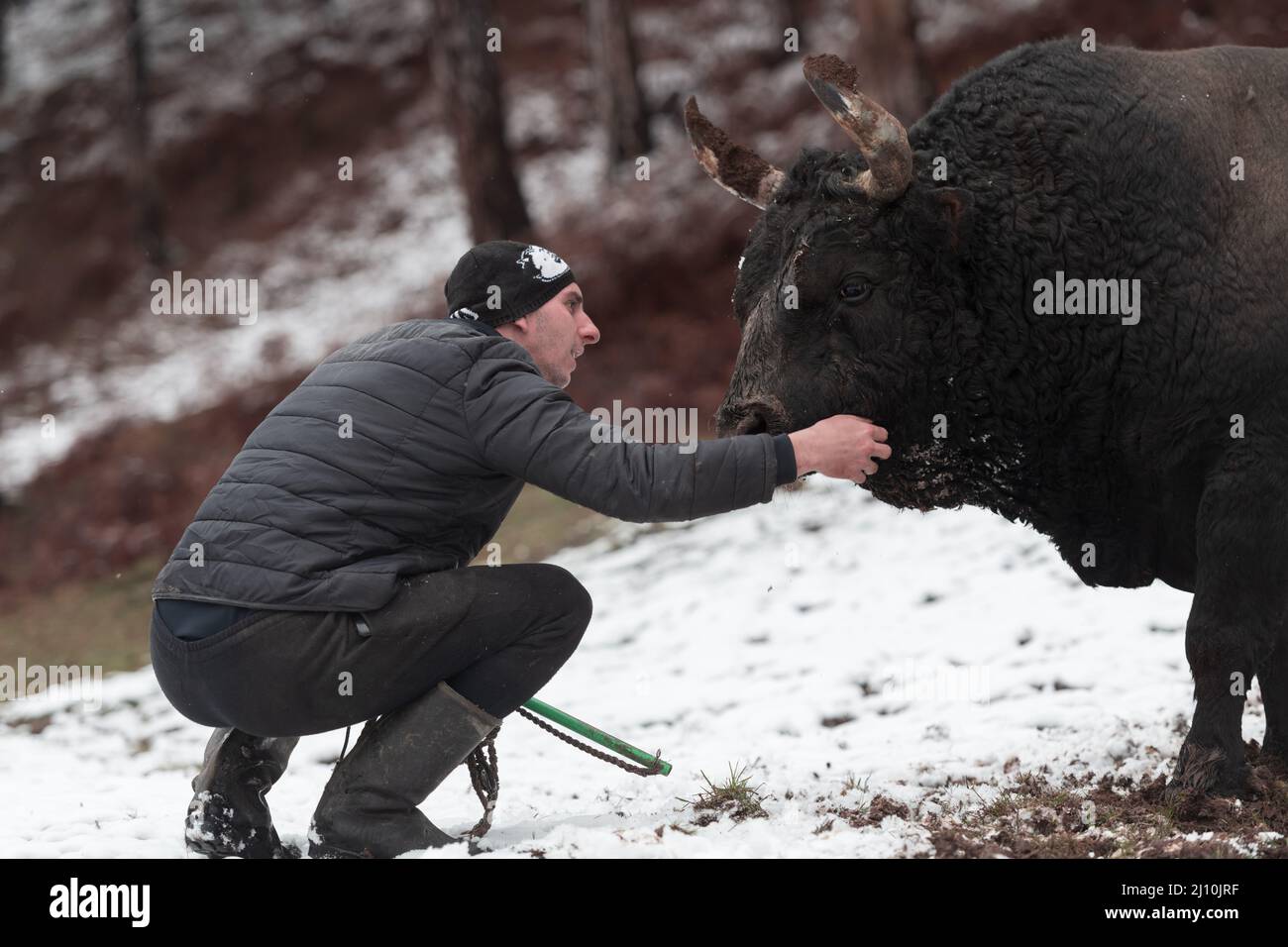 Bull buffalo preparing hi-res stock photography and images - Alamy