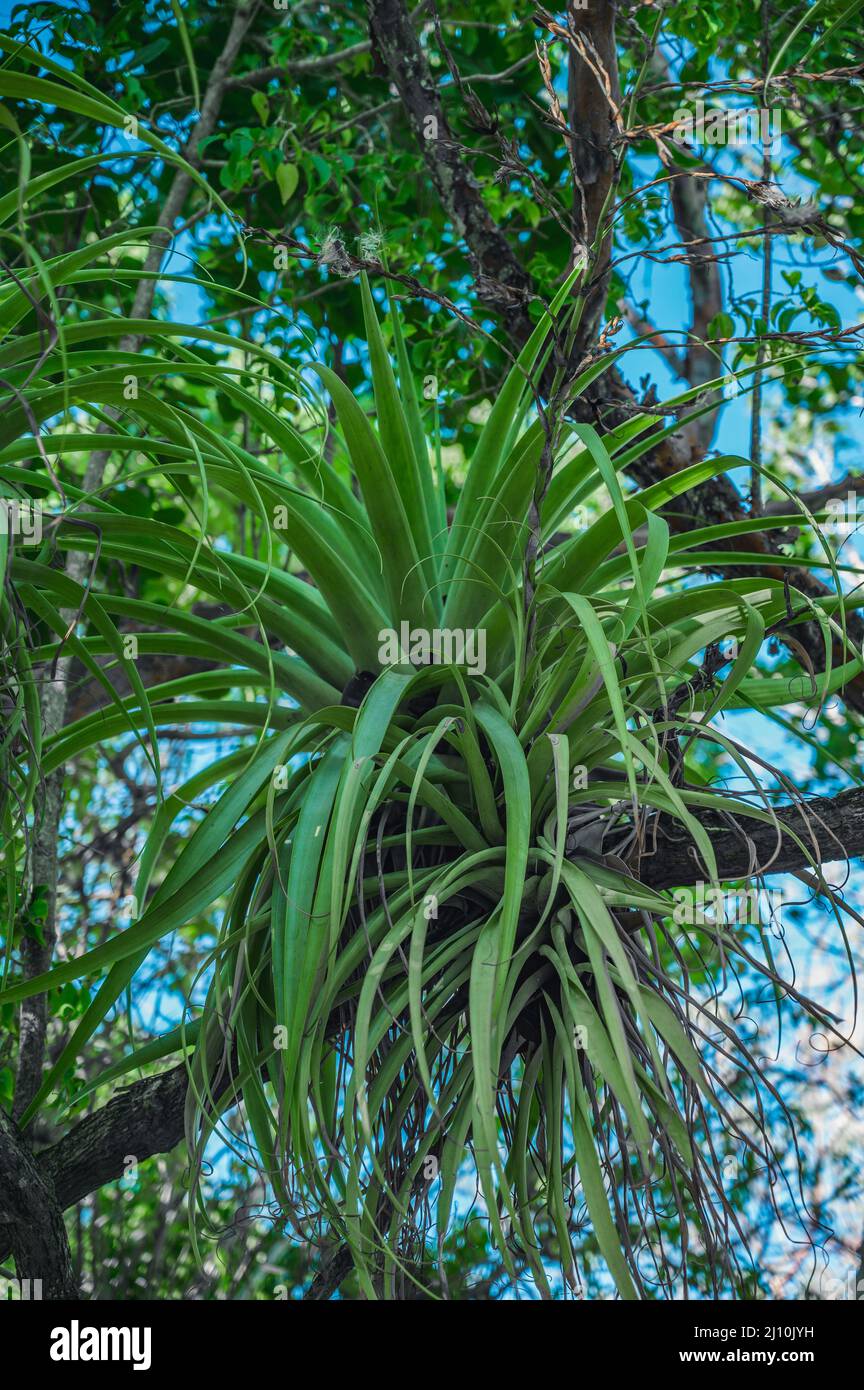Photo taken in the jungle of the Dominican Republic. The epiphyte restorations grow on another large tree. Epiphytic plants have a symbiotic relations Stock Photo