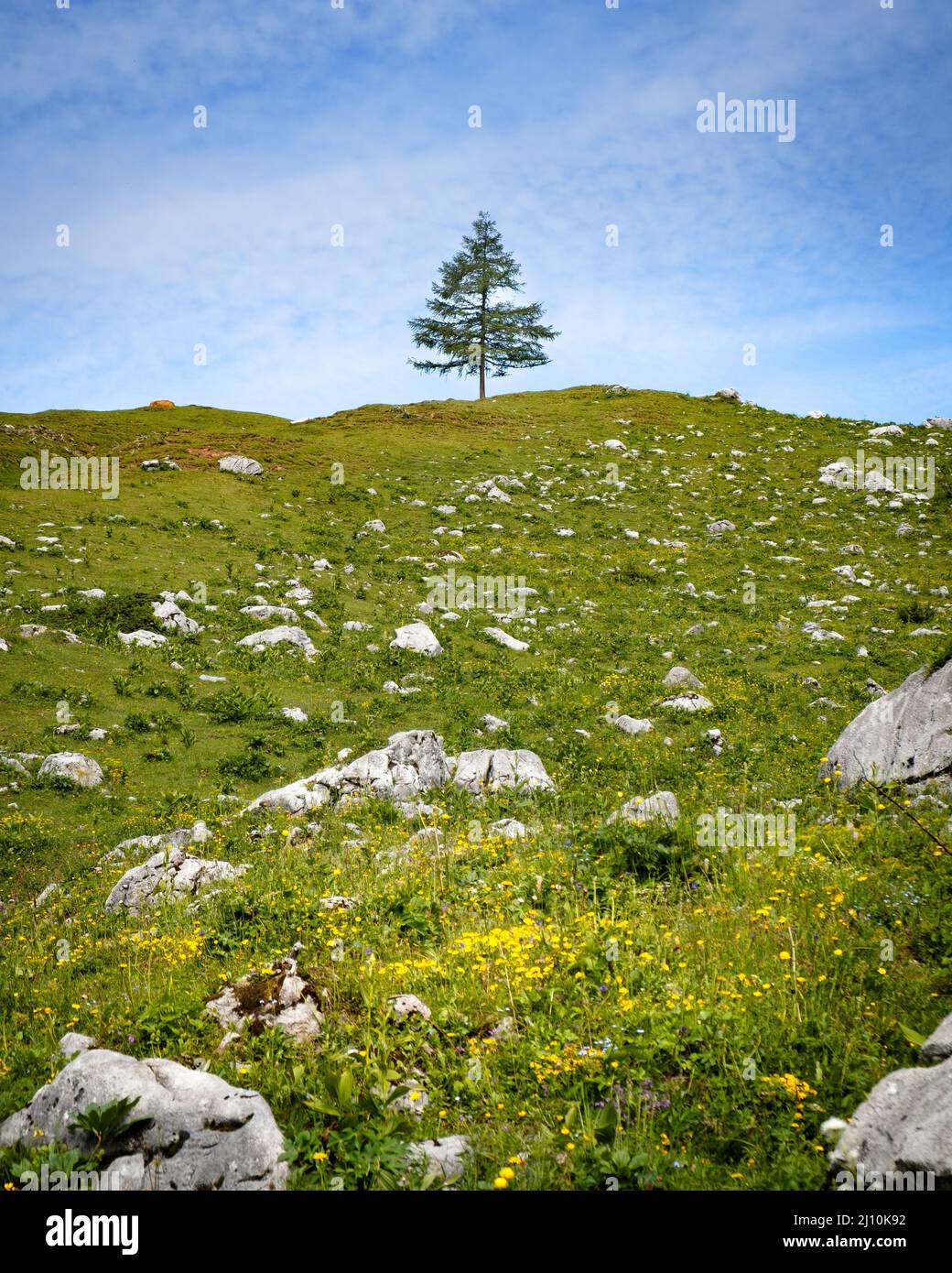 Photo of lonely tree on a hill agains of blue sky Stock Photo - Alamy