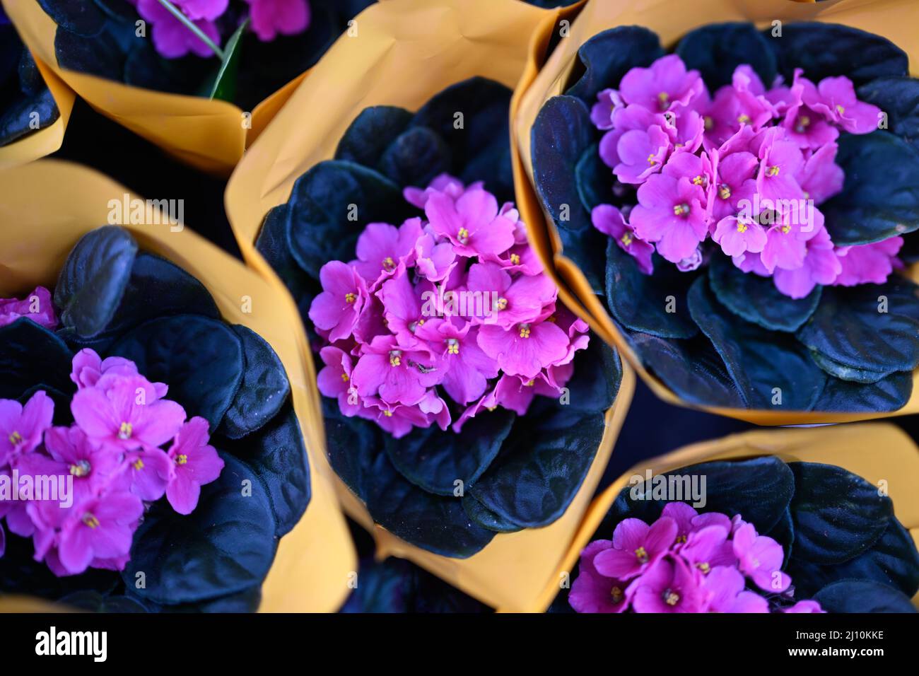Garden Centre UK Stock Photo - Alamy