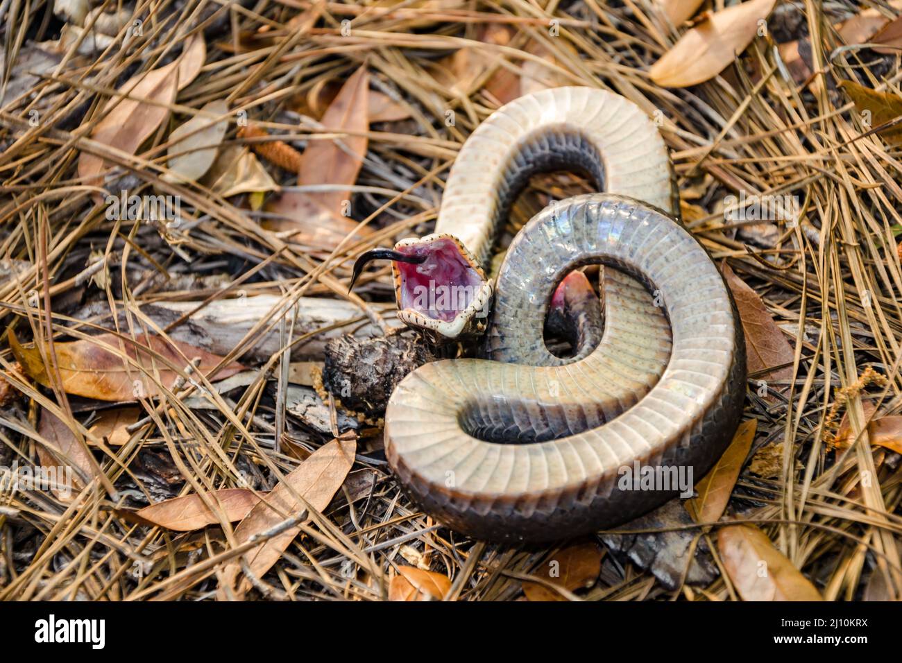 Snake plays dead after being poked : r/aww