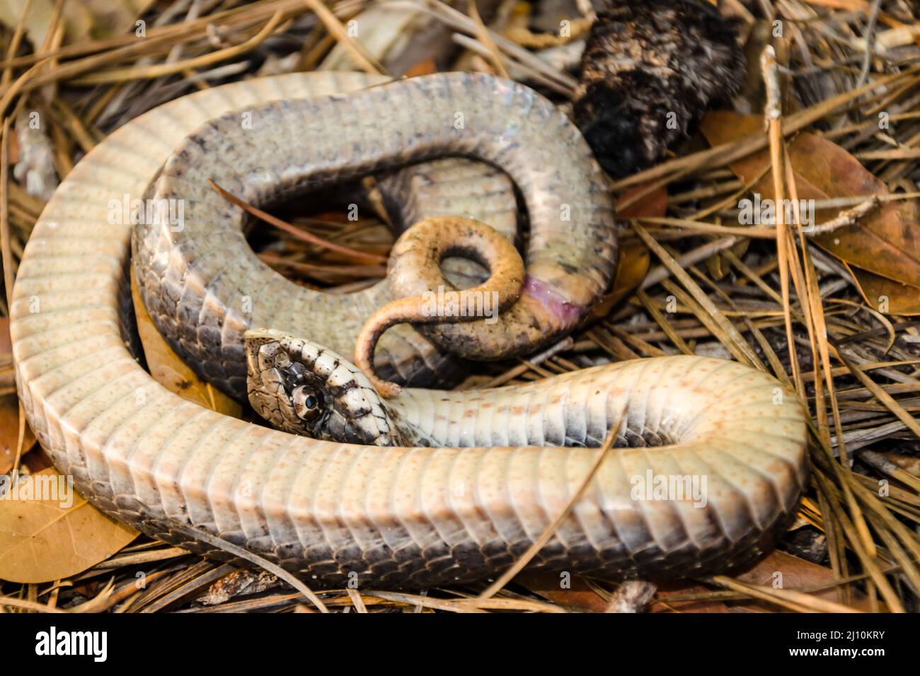 An Eastern hognose snake playing dead. A snake playing dead will